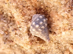 Echinolittorina natalensis