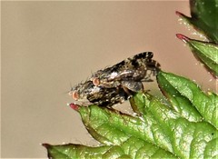 Tephritis vespertina