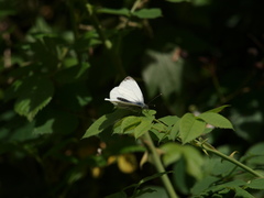Pieris napi