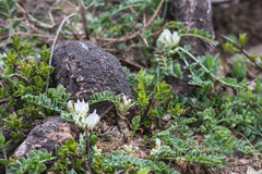 Astragalus depressus