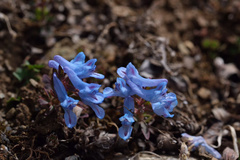 Corydalis pachycentra