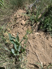 Cerastium dichotomum