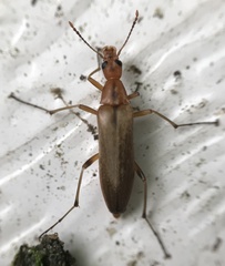 Cephaloon lepturides