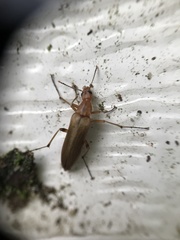 Cephaloon lepturides