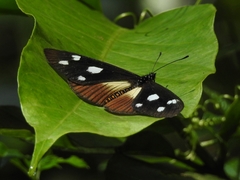 Acraea lycoa