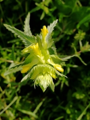 Rhinanthus minor