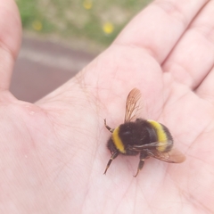 Bombus lucorum