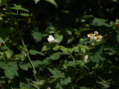 Pieris napi