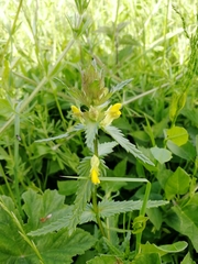 Rhinanthus minor