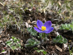 Anemonastrum imbricatum
