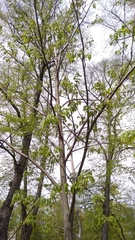 Pterocarya