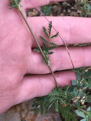 Sanguisorba occidentalis