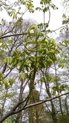 Pterocarya