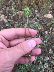Sanguisorba occidentalis