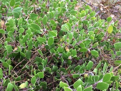 Arctostaphylos hookeri hookeri