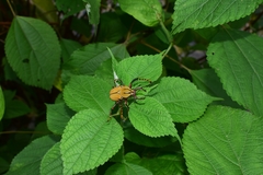 Dicronocephalus bowringi