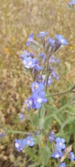 Anchusa azurea