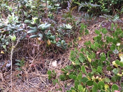 Arctostaphylos hookeri hookeri