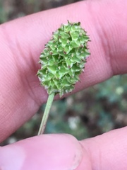 Sanguisorba occidentalis