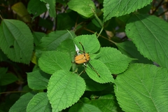 Dicronocephalus bowringi