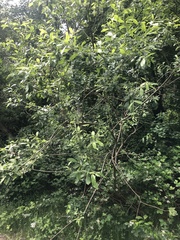 Saliceae