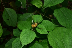 Dicronocephalus bowringi