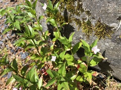 Epilobium glandulosum