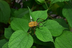 Dicronocephalus bowringi