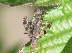 Tephritis vespertina