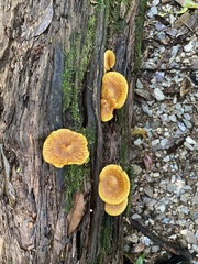 Heimiomyces velutipes