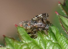 Tephritis vespertina