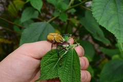Dicronocephalus bowringi
