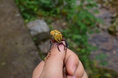Dicronocephalus bowringi