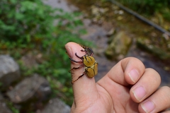Dicronocephalus bowringi