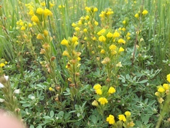 Castilleja lacera