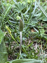 Plantago alpina