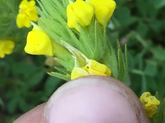 Castilleja lacera