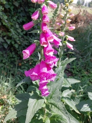 Digitalis purpurea