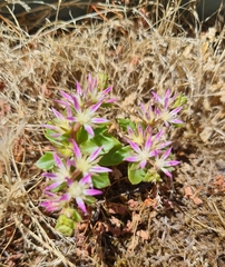 Phedimus stellatus