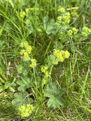Alchemilla
