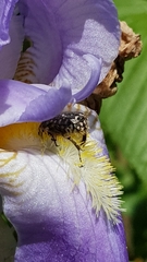 Oxythyrea funesta