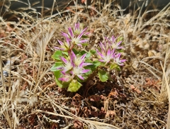 Phedimus stellatus