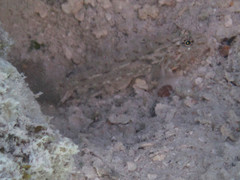 Fusigobius neophytus