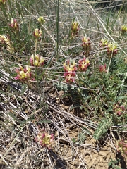 Astragalus amoenus