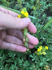Castilleja lacera