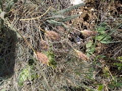 Astragalus densifolius