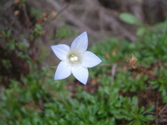 Wahlenbergia pygmaea pygmaea