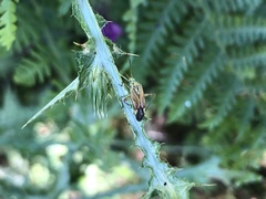 Closterotomus krueperi