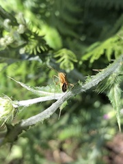 Closterotomus krueperi