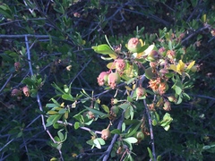 Peraphyllum ramosissimum